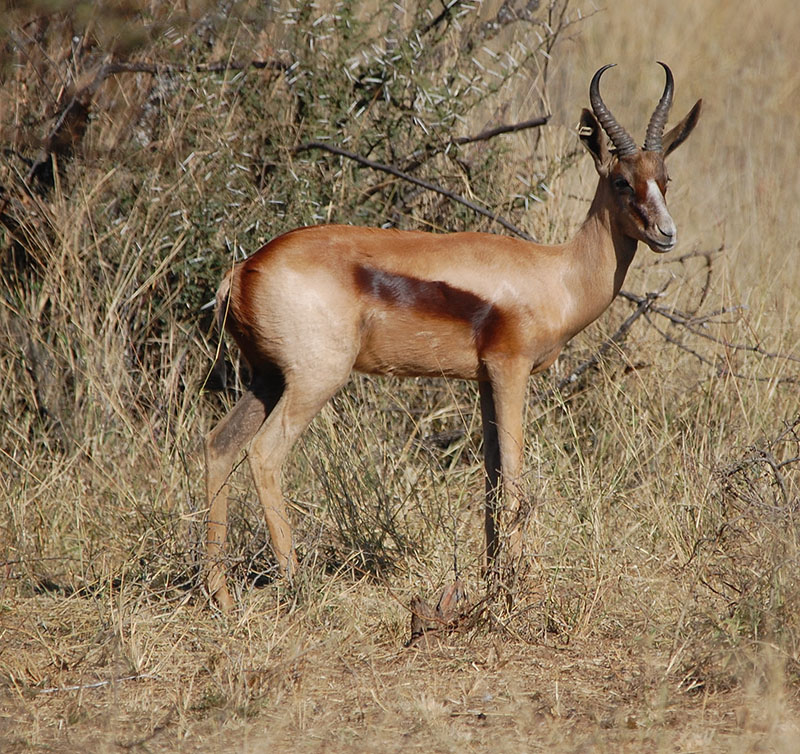 Copper Springbok Ram