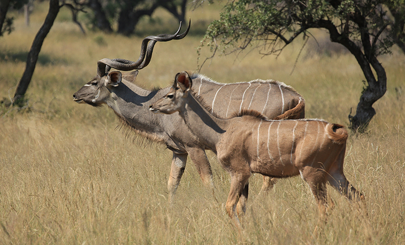 Mr Magnificent with Kudu Cow