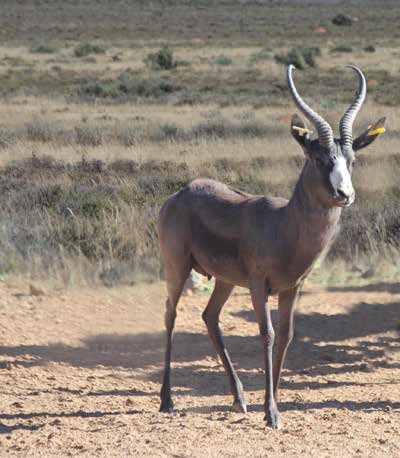 Black-Springbok-Ram-14¼22-