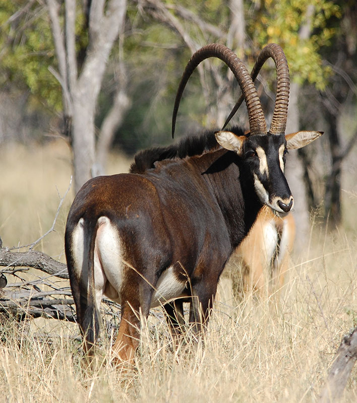 Jabu-50¼22-Zambian-Bull-